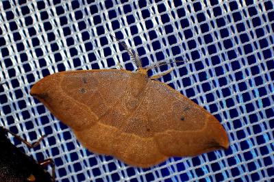 <i>Watsonalla binaria</i>