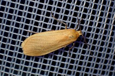 <i>Wittia sororcula</i>