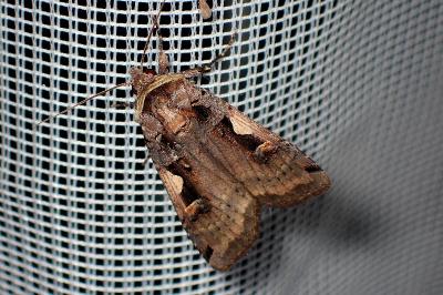 <i>Xestia c-nigrum</i>