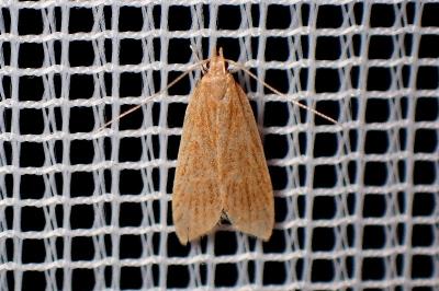 <i>Helcystogramma rufescens</i>