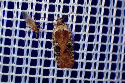 <i>Agonopterix</i>