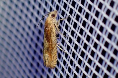 <i>Eucosma conterminana</i>