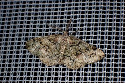 <i>Cleorodes lichenaria</i>
