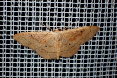 <i>Idaea rubraria</i>