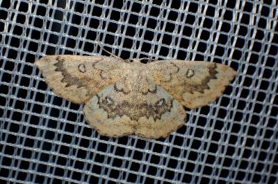 <i>Cyclophora annularia</i>