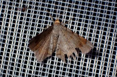 <i>Macaria liturata</i>