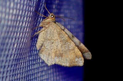 <i>Macaria liturata</i>