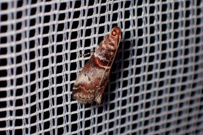 <i>Acrobasis advenella</i>