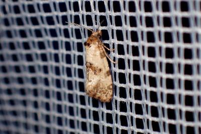 <i>Cochylis molliculana</i>