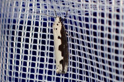 <i>Ethmia bipunctella</i>