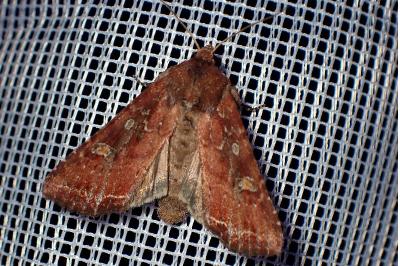 Lacanobia oleracea