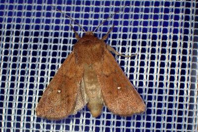 <i>Mythimna albipuncta</i>