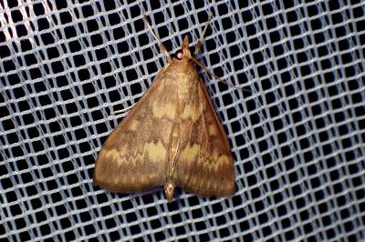 <i>Ostrinia nubilalis</i>