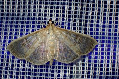 <i>Patania ruralis</i>