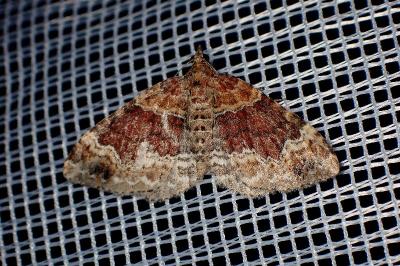 <i>Xanthorhoe spadicearia</i>