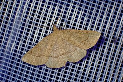 <i>Paracolax tristalis</i>