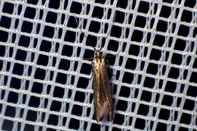 <i>Coleophora</i>