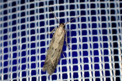 <i>Phycitodes</i>
