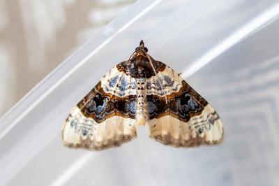 <i>Cosmorhoe ocellata</i>