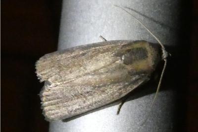 <i>Proxenus hospes</i>