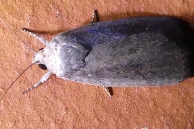 <i>Proxenus hospes</i>