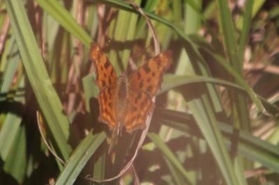 <i>Polygonia c-album</i>