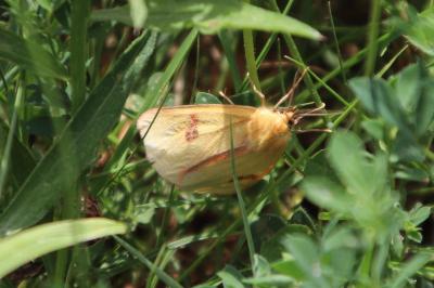 <i>Diacrisia sannio</i>