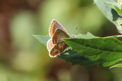 <i>Aricia agestis</i>