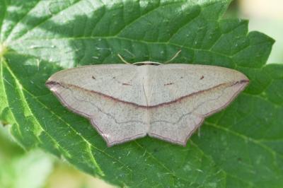Timandra comae