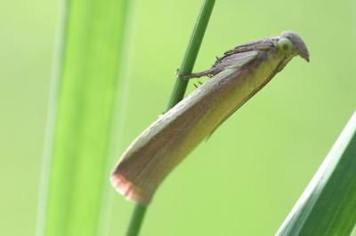 <i>Oncocera semirubella</i>
