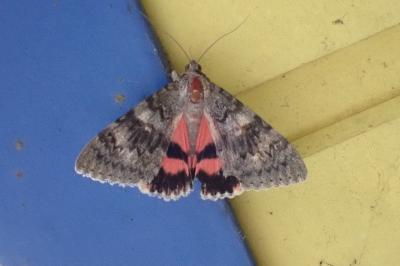 <i>Catocala elocata</i>