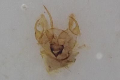 <i>Epermenia chaerophyllella</i>