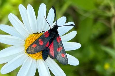 <i>Zygaena trifolii</i>