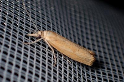 <i>Agriphila</i>
