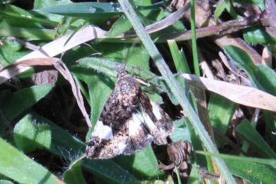 <i>Tyta luctuosa</i>