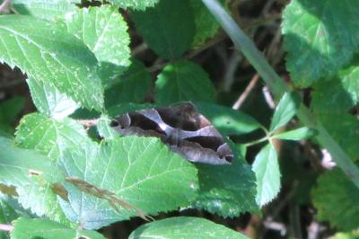 <i>Dysgonia algira</i>