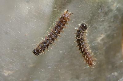 <i>Melitaea</i>