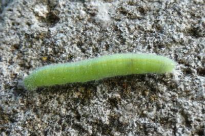 <i>Pieris rapae</i>