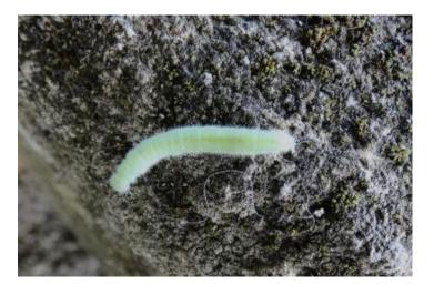 <i>Pieris rapae</i>