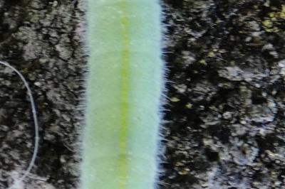 <i>Pieris rapae</i>