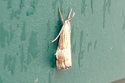 <i>Chrysocrambus linetella</i>