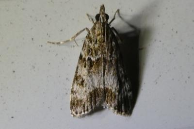 <i>Eudonia mercurella</i>
