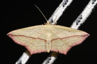 <i>Timandra comae</i>