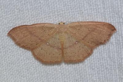 <i>Cyclophora linearia</i>