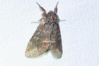 <i>Notodonta dromedarius</i>
