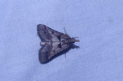 <i>Stemmatophora brunnealis</i>