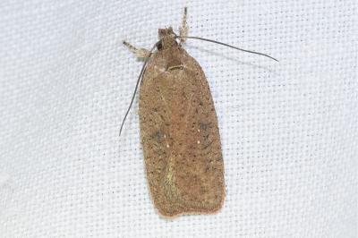 <i>Agonopterix scopariella</i>