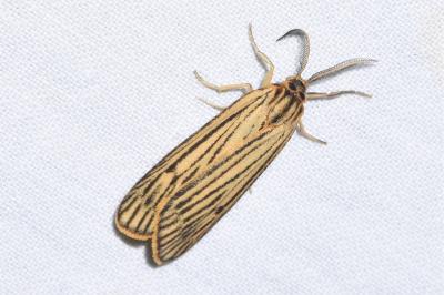 <i>Spiris striata</i>