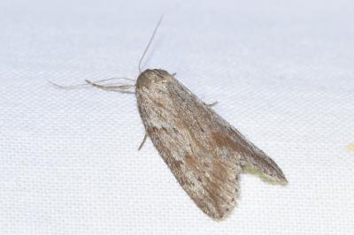<i>Pachycnemia hippocastanaria</i>