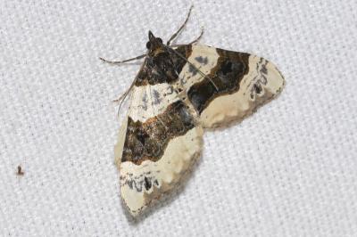 <i>Cosmorhoe ocellata</i>